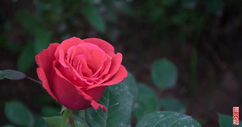 DSC_1449.jpg