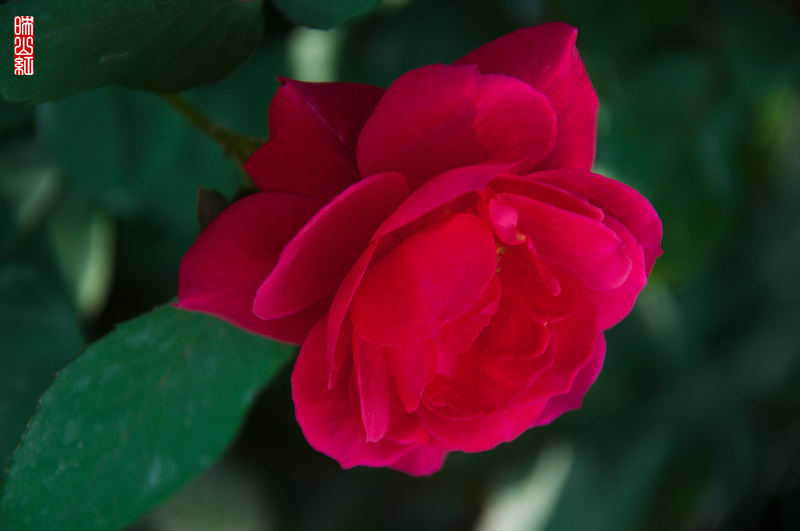 DSC_1511.jpg