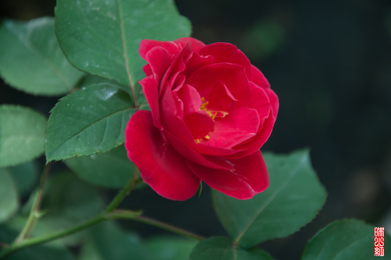 DSC_1528.jpg