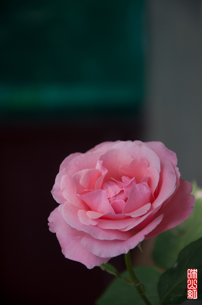 DSC_1628.jpg
