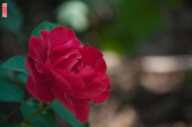 DSC_1644.jpg