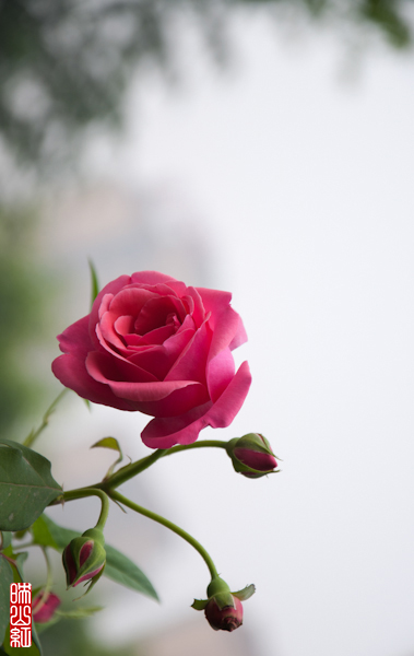 DSC_1905.jpg