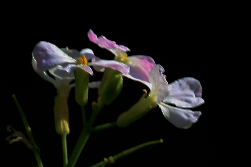 IMG_4696.jpg