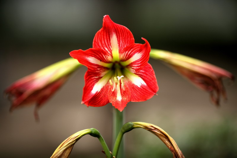 0522  雨后院子花卉362_调整大小.JPG
