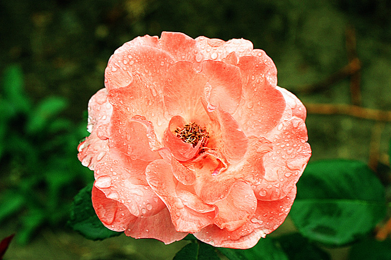 IMG_6704_副本.jpg