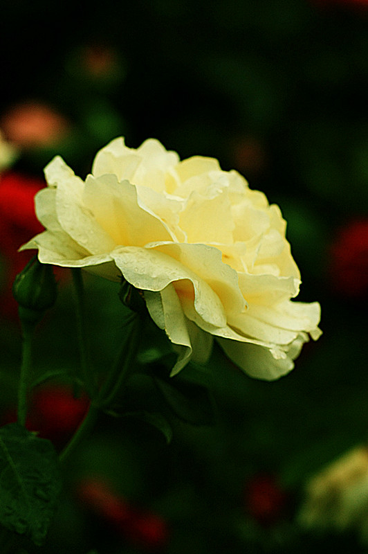 IMG_6715_副本.jpg