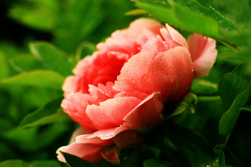 IMG_5958_副本.jpg