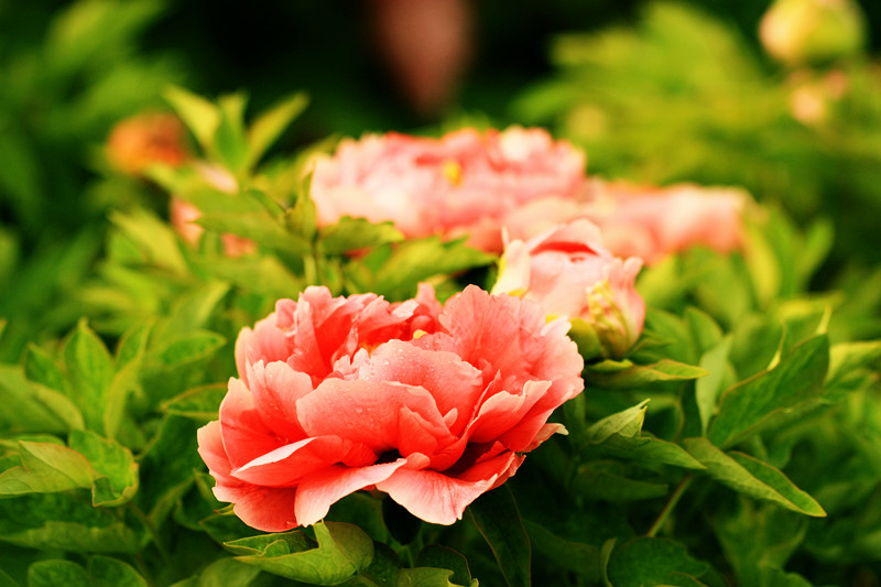 IMG_5985_副本.jpg