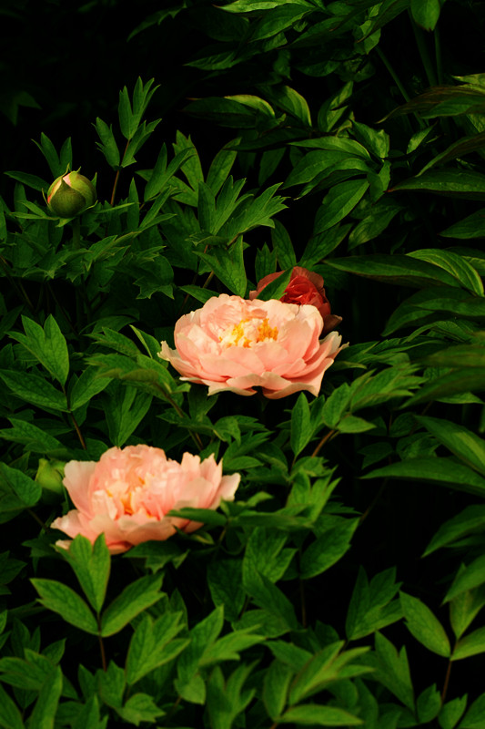 IMG_5975_副本.jpg