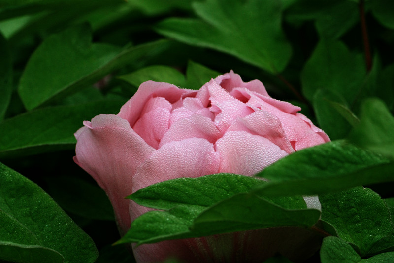 IMG_6082_副本.jpg