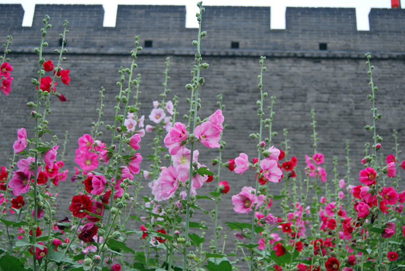 DSC_2724_副本.jpg