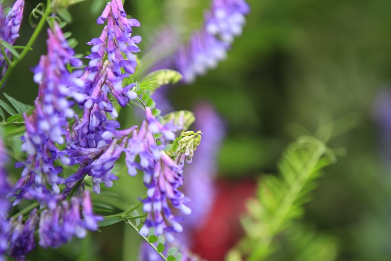 _MG_4744.jpg