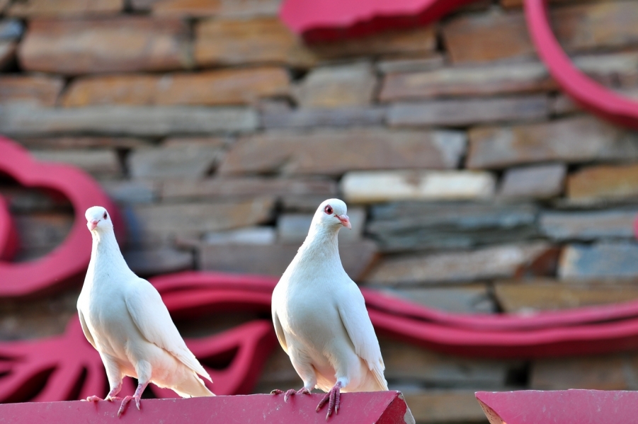 DSC_0451.JPG