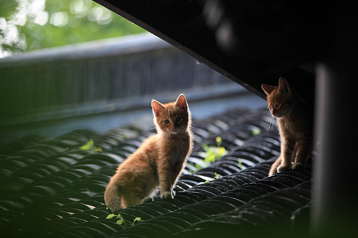 小猫一组02.jpg