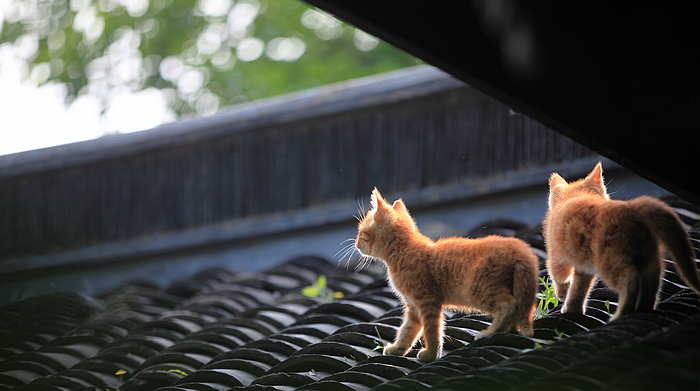 小猫一组06.jpg