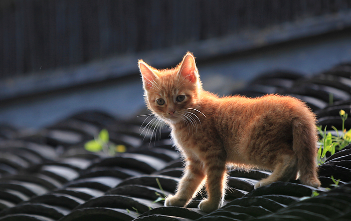 小猫一组08.jpg