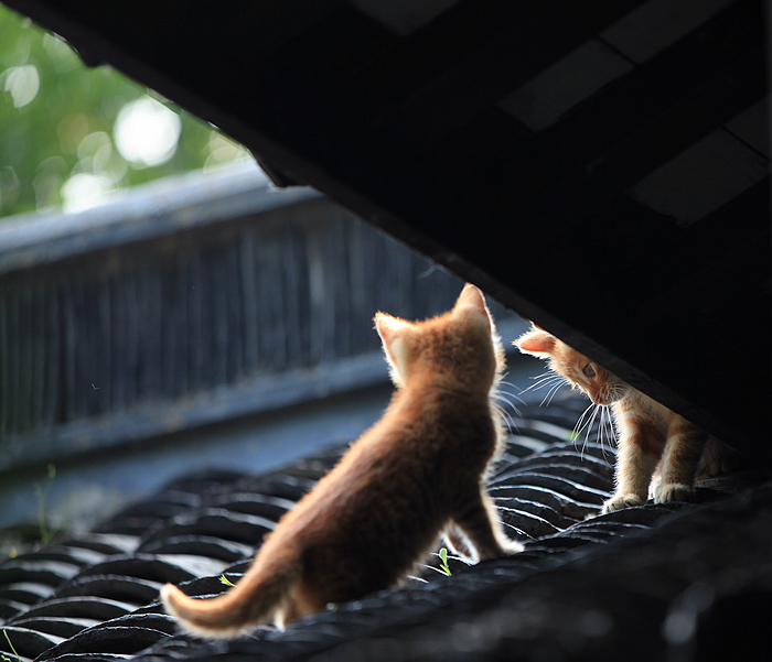 小猫一组14.jpg