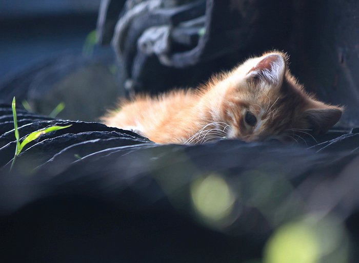 小猫一组21.jpg