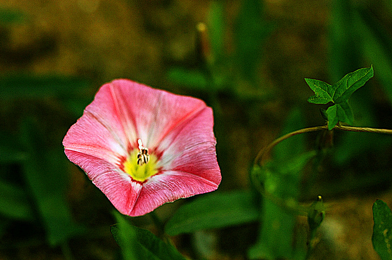 打完花