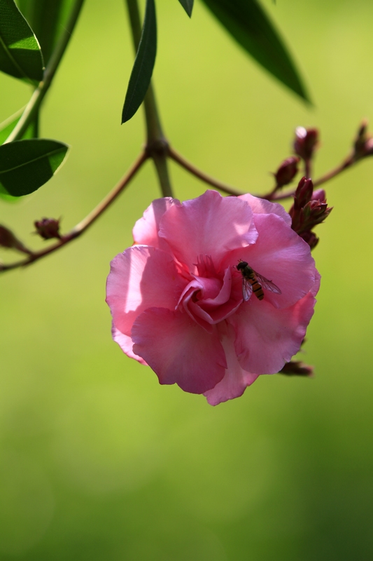 _MG_4890.jpg
