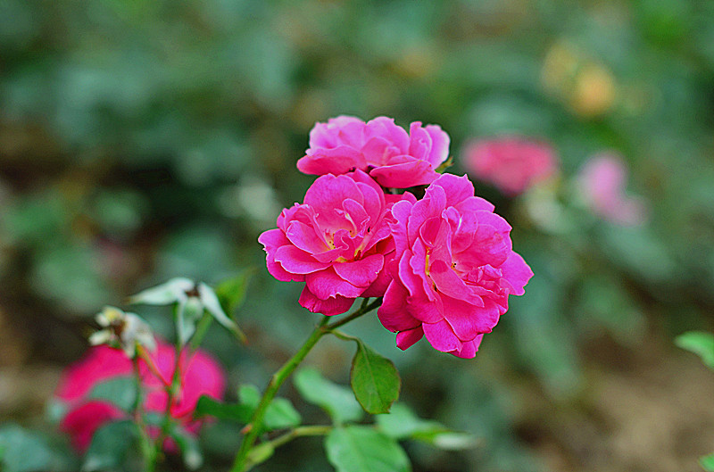 DSC_3502_副本.jpg