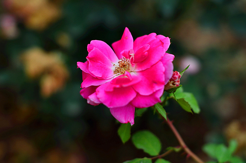 DSC_3503_副本.jpg