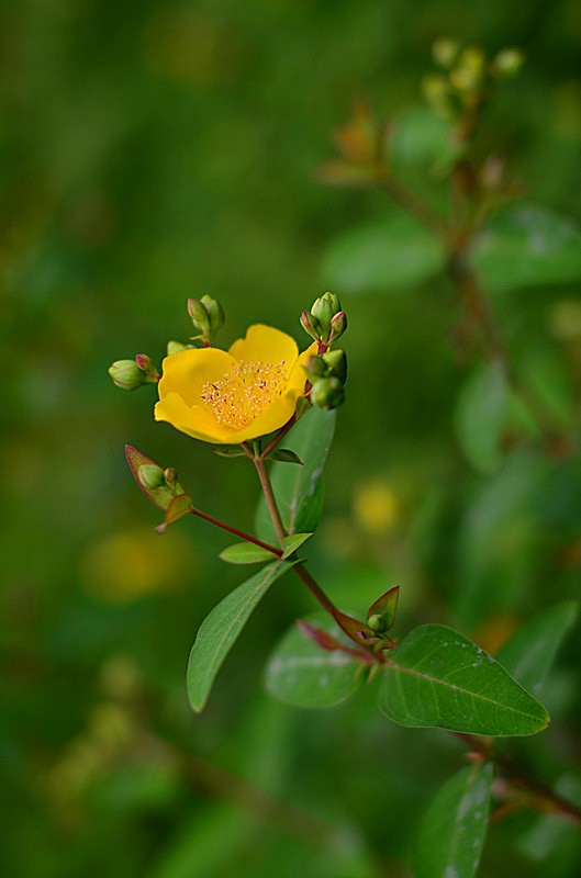 DSC_3520_副本.jpg