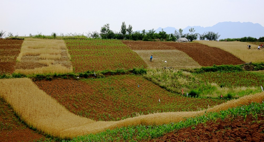 FENGGUANG 357A.jpg
