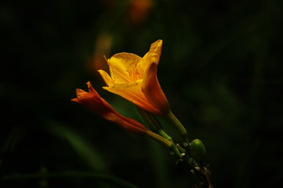 IMGP0490.jpg