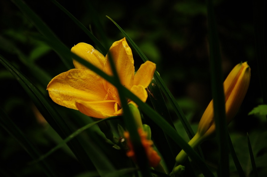 IMGP0494.jpg