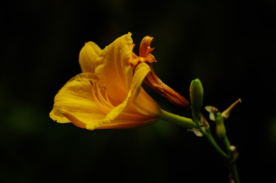 IMGP0496.jpg
