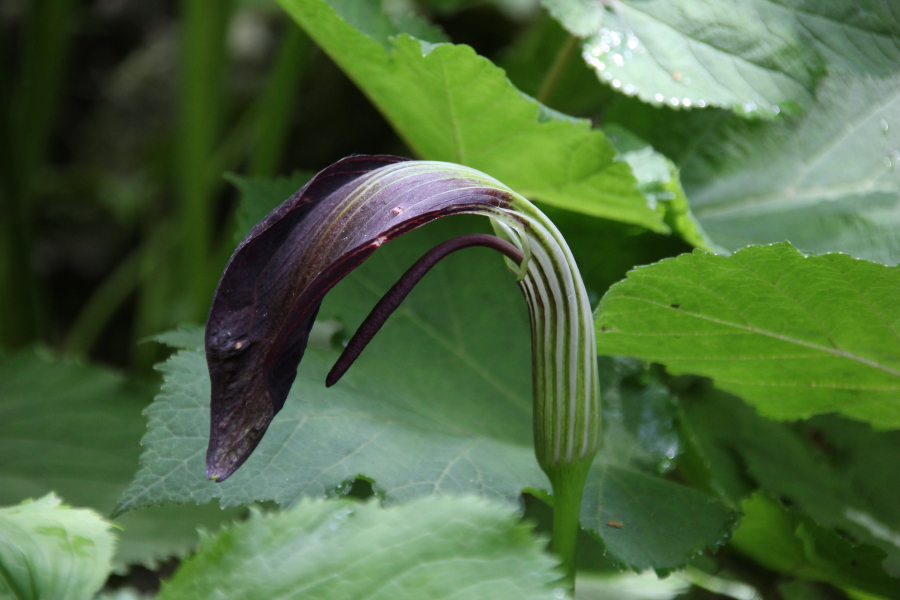 DPP_011788.JPG