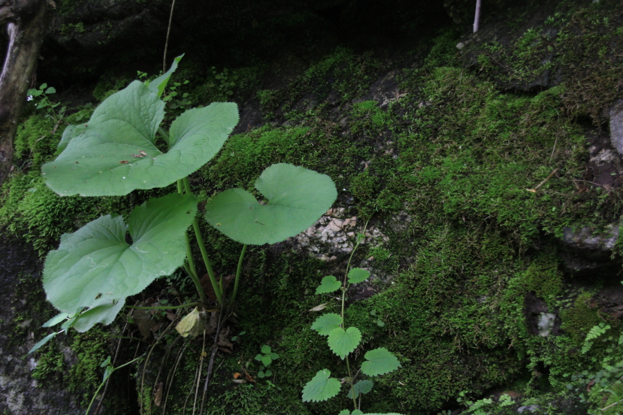 DPP_011799.JPG