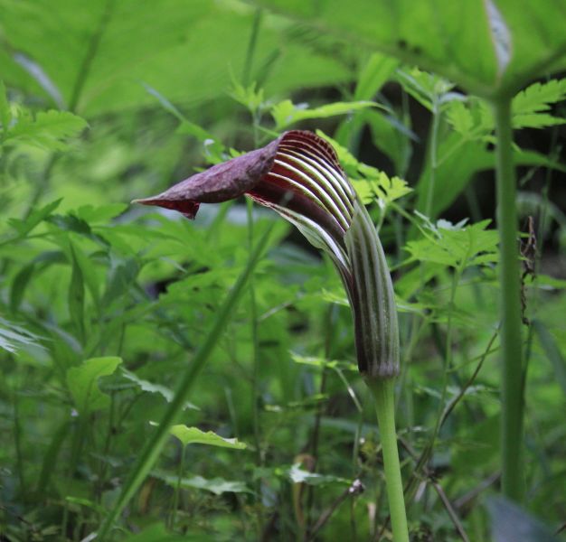 DPP_011804.JPG