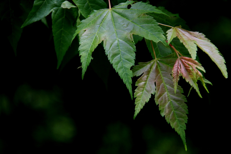 DPP_011812.JPG