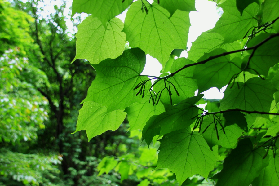 DPP_011815.JPG