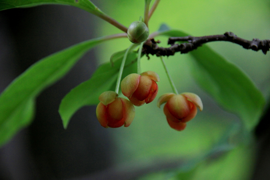DPP_011829.JPG