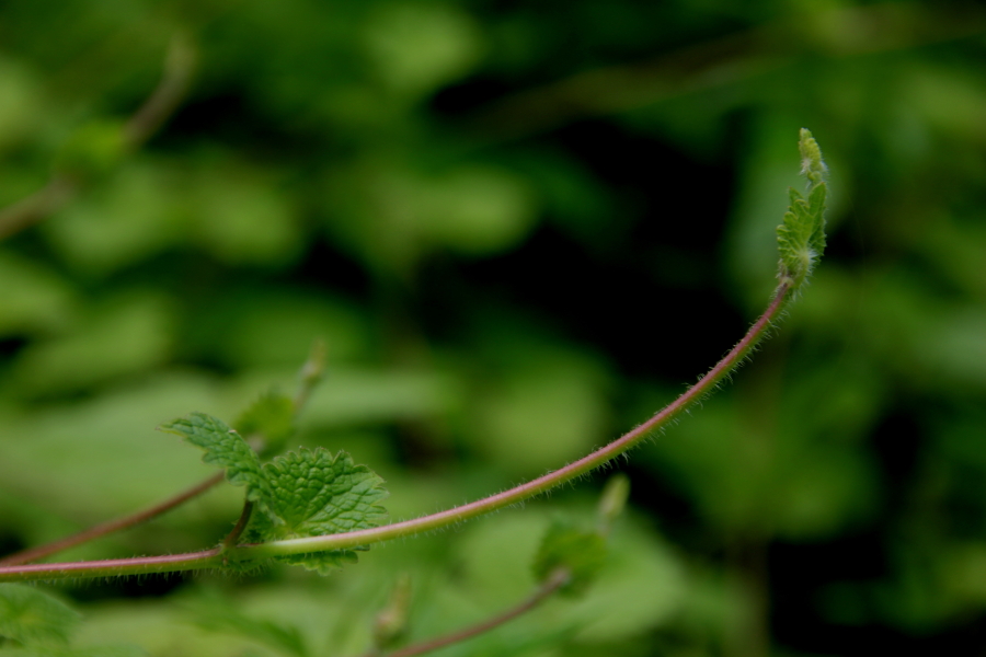 DPP_011834.JPG
