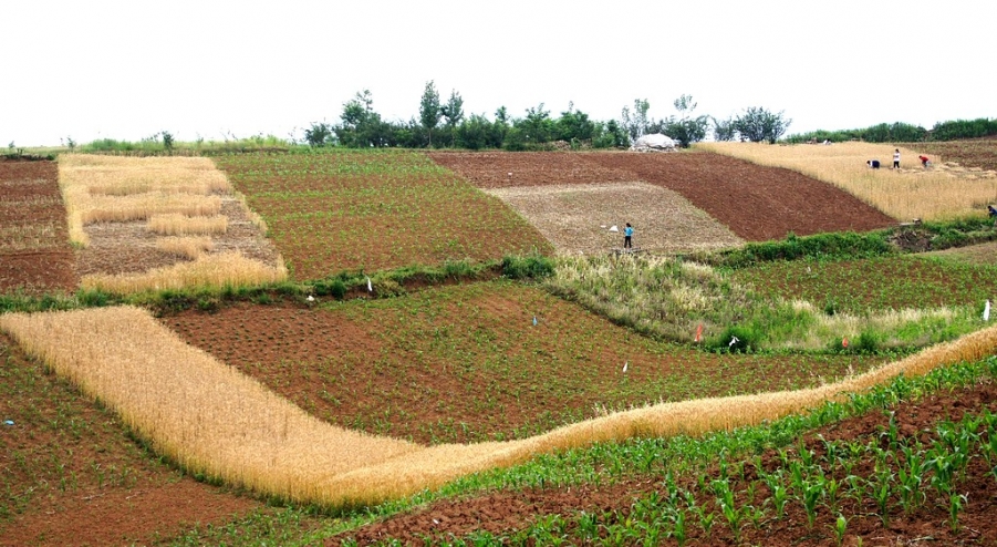 FENGGUANG 212A.jpg
