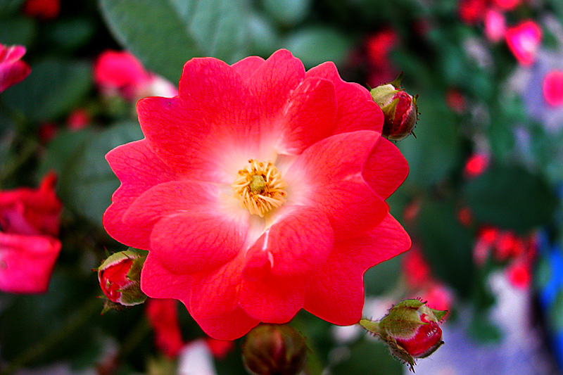 花卉 (4).jpg