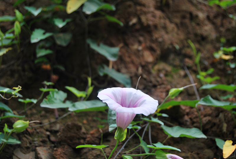 DSC_3453_副本.jpg