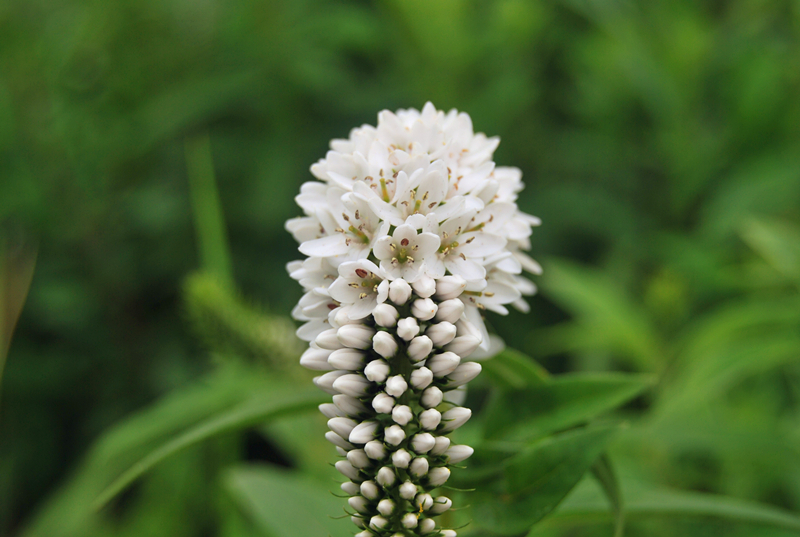 DSC_3456_副本.jpg