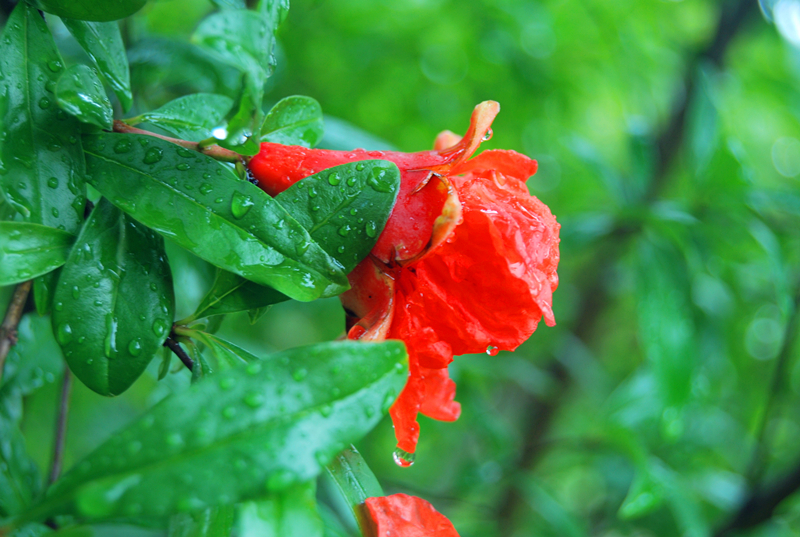 DSC_3518_副本.jpg