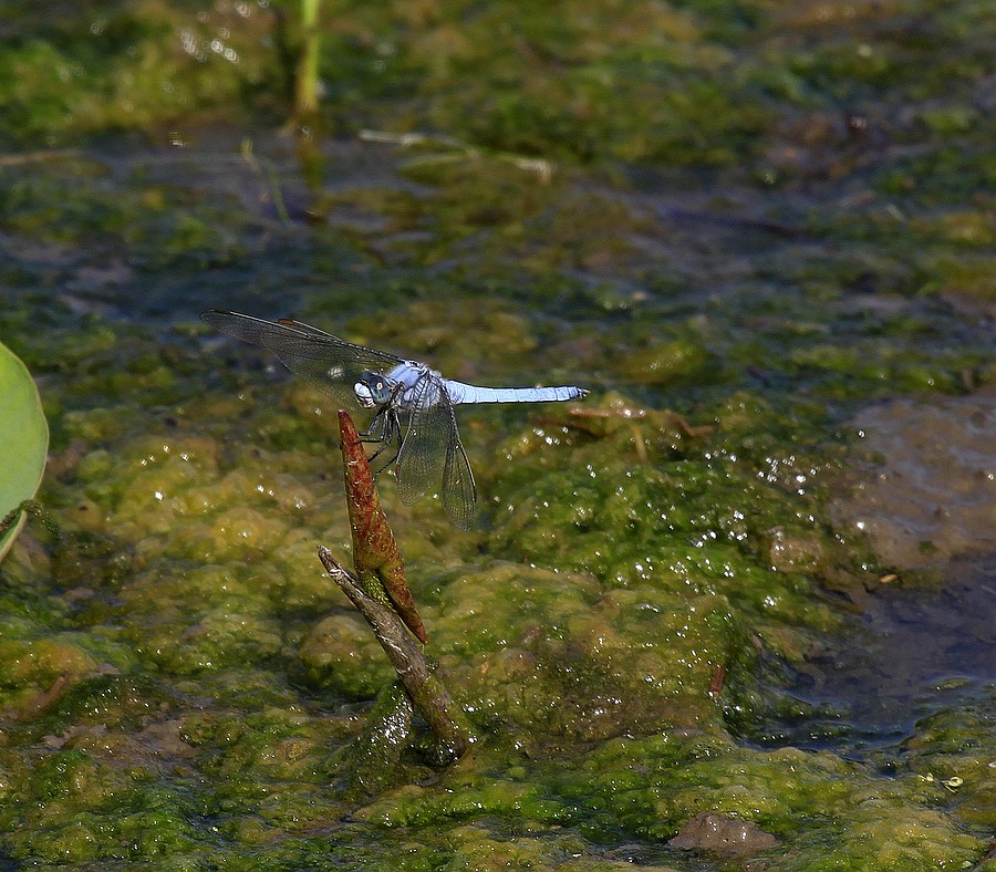 蜓蜓 330A.jpg