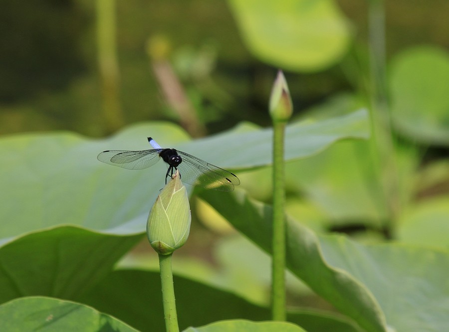 蜓蜓 345A.jpg