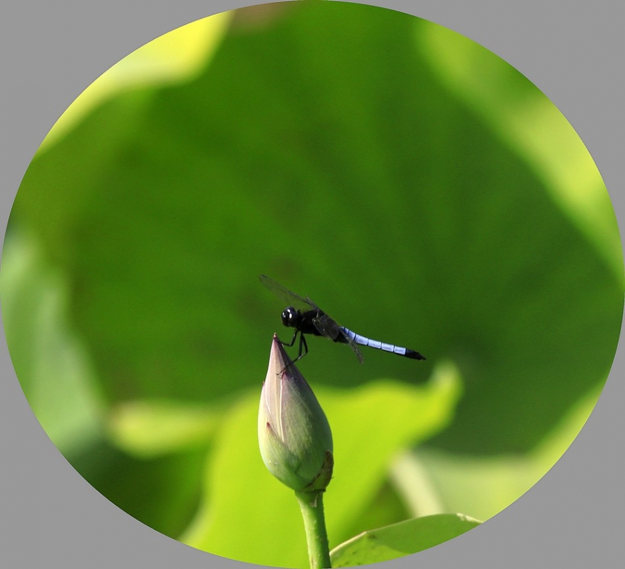 蜓蜓 432A.jpg