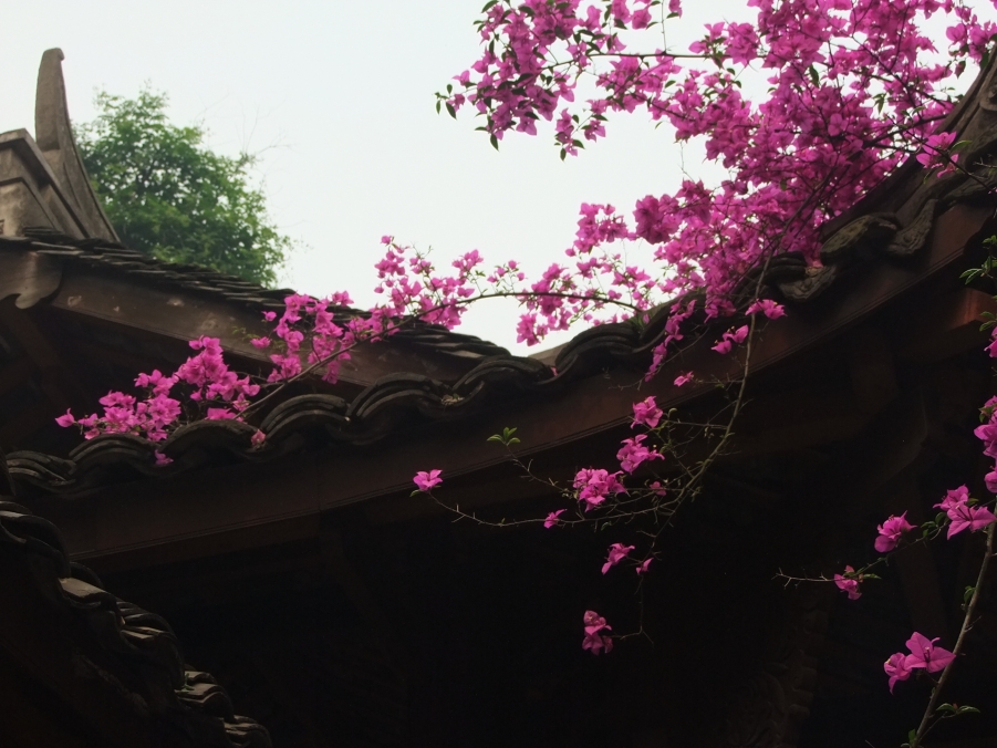 DSCF5205.JPG