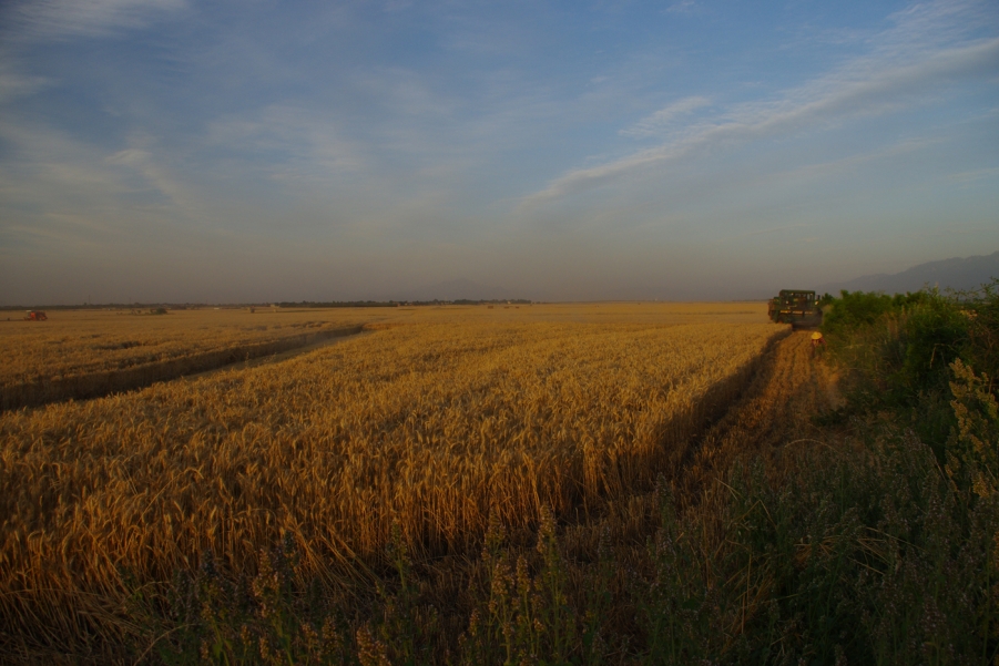 IMGP2645.JPG