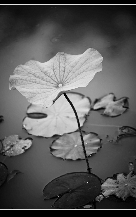 _MG_2296.jpg