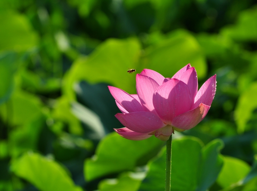 DSC_0323.JPG